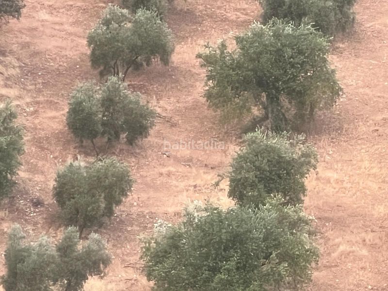 Foto a66ed006-09fc-4567-abbe-7580be373ad6. Finca rústica a Algarinejo