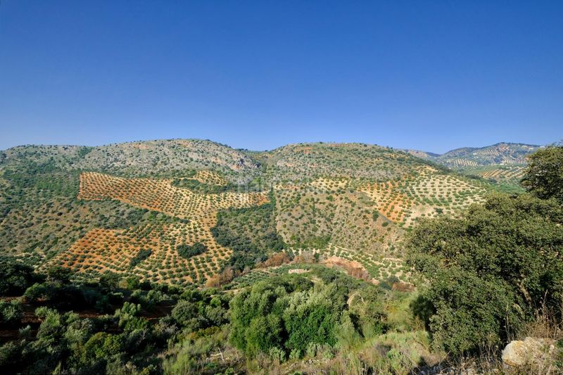 Foto d76f698a-5715-4b69-846b-5ae938359566. Finca rústica a Algarinejo