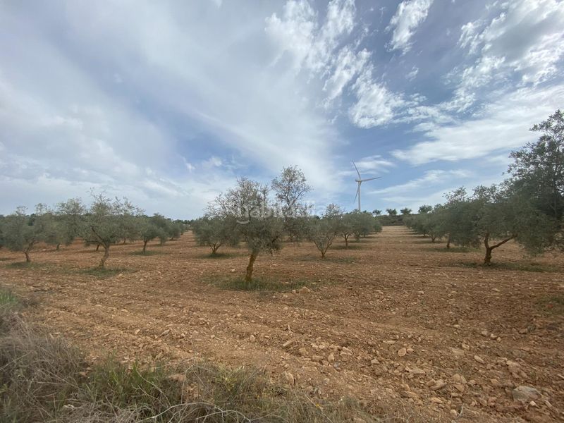 Foto cd525f01-2fa2-4634-9ed1-2415d7b7cd21. Finca rústica finca de olivos cerca en Padul