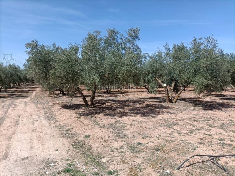 Foto 49bb7b16-d21f-4c34-bf7b-59d52ae99df9. Finca rústica a Albolote
