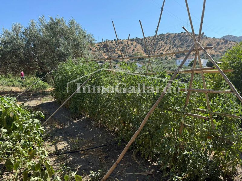 Foto 90ab0188-c03e-4588-a4f4-b3b85d1bdcc4. Casa amb aparcament a Álora