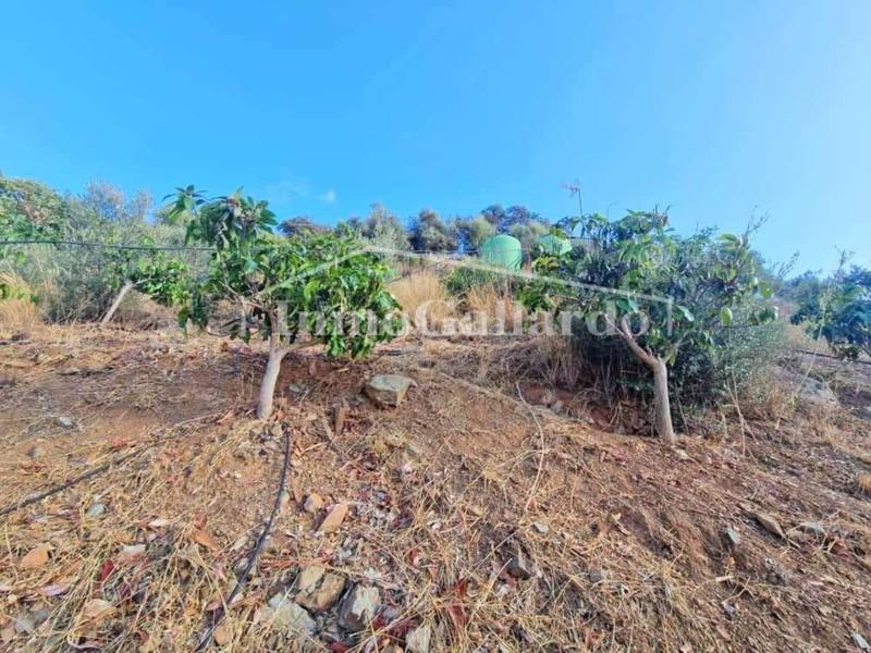 Foto 83214a6a-5bb2-4eed-ab62-be6e1ffe75f6. Casale con parcheggio in Totalán