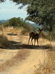 Mas à Villaviciosa de Córdoba. Finca de recreo en villaviciosa