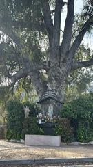 Wohngrundstück in El Higuerón