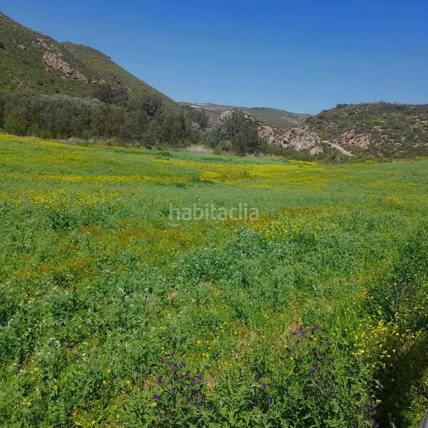 Foto 094ea958-3043-4079-ab56-05926c5a1df9. Finca rústica a Mairena del Alcor