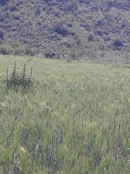 Foto 1768fe2f-562c-49ae-ac23-72713beaab1a. Finca rústica a Mairena del Alcor