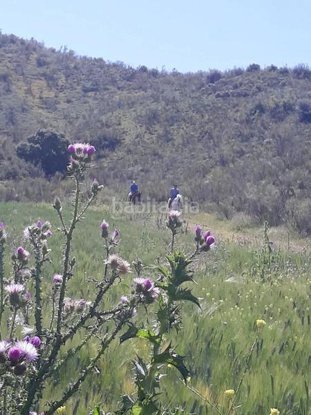 Foto 31ee2472-49ff-4d6b-89af-278ac1501771. Finca rústica a Mairena del Alcor