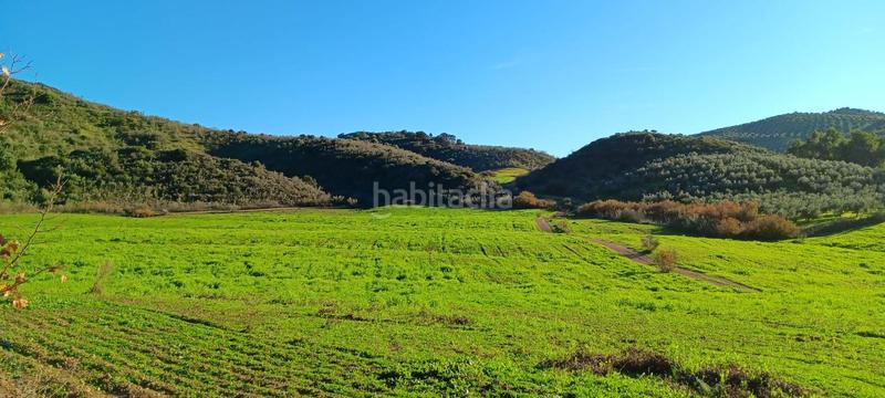 Foto 4b8a210e-0cf9-44fe-9f51-510c76d6b60d. Finca rústica a Mairena del Alcor