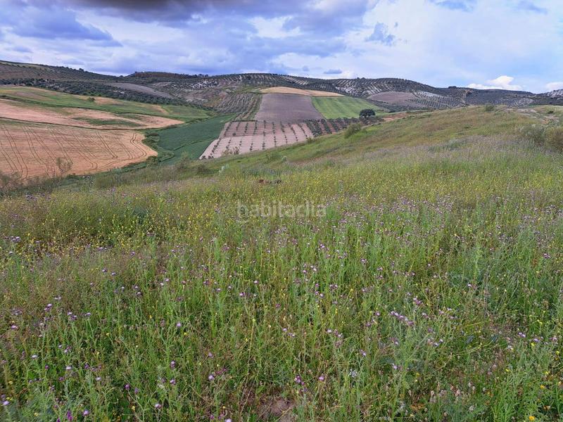 Foto 53f6b573-f457-436f-b773-5e70164a5d0a. Finca rústica a Mairena del Alcor