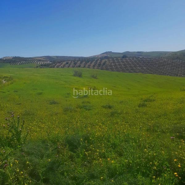 Foto 583179e3-0640-4be1-84ef-cf61c93a728d. Finca rústica a Mairena del Alcor