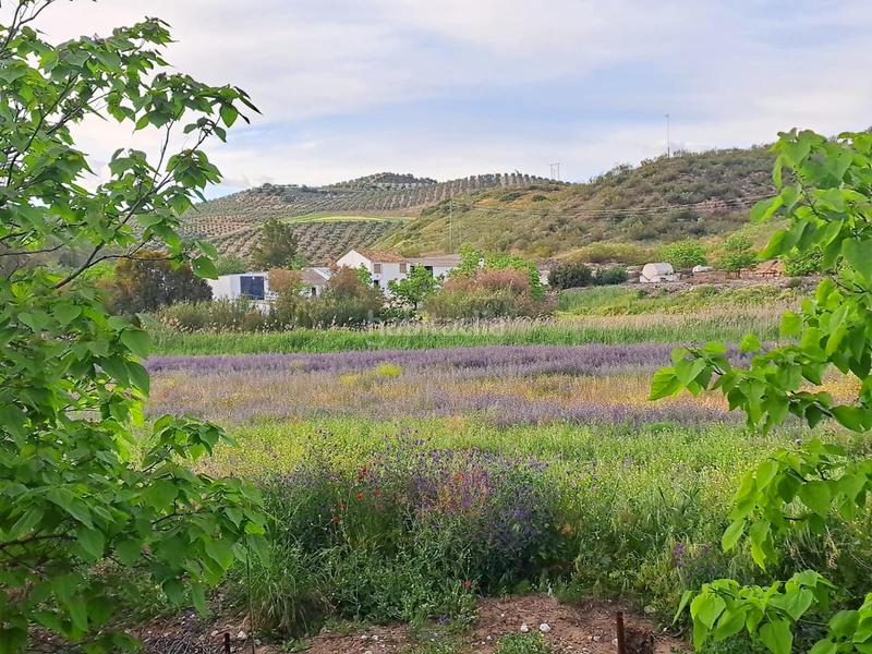 Foto a3a86bdb-295c-4868-8994-7c4592f09182. Finca rústica a Mairena del Alcor