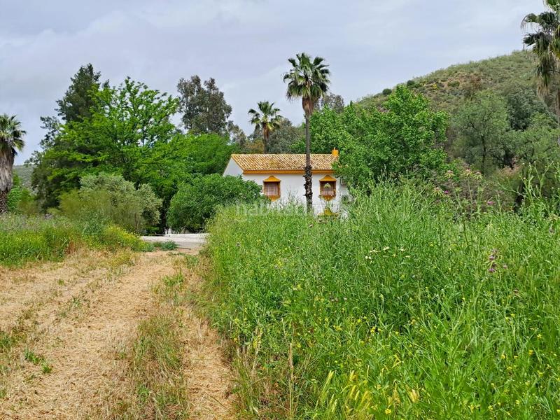 Foto bdc1d6db-1784-4917-b679-4a508830f78d. Finca rústica a Mairena del Alcor