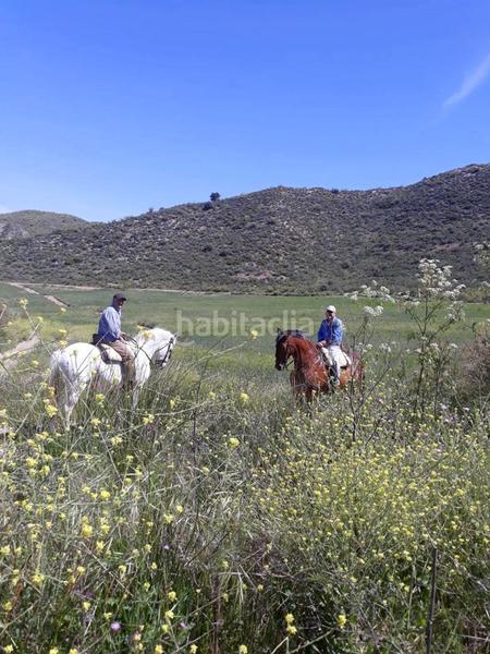 Foto dd5a90de-571a-4853-a342-bc5f67ec0f80. Finca rústica a Mairena del Alcor