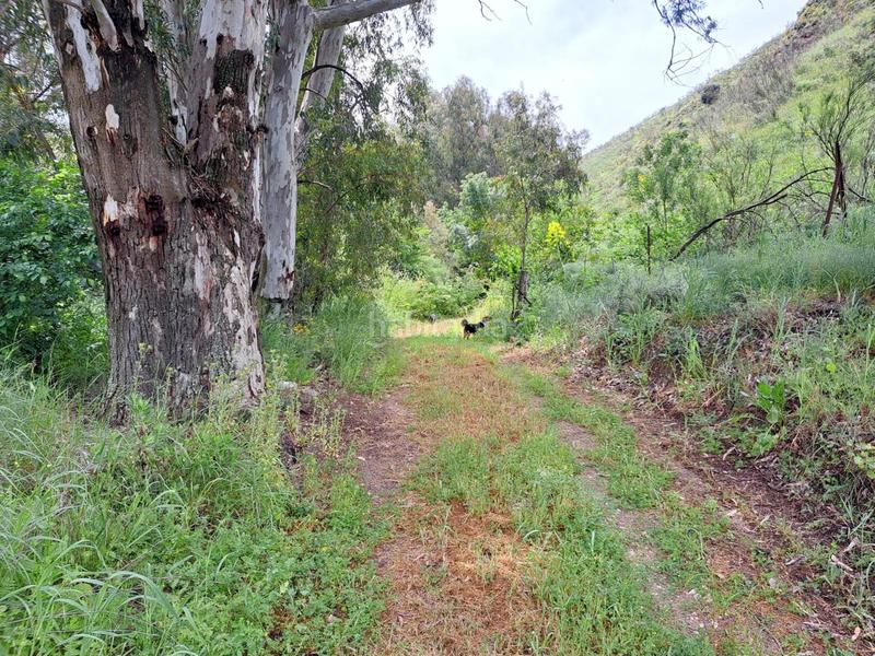 Foto e321357c-25a2-4b72-9c4b-bf96596badcb. Finca rústica a Mairena del Alcor