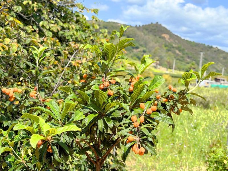 Foto b4230f7c-fdd8-45be-bbfb-a1febd0f24fa. Casa con piscina in altos de Estepona Estepona