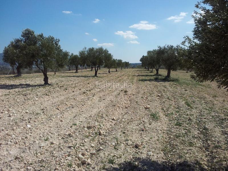 Foto 67fd9e4b-11b4-4be1-932f-17b341d26788. Finca rústica a Sax