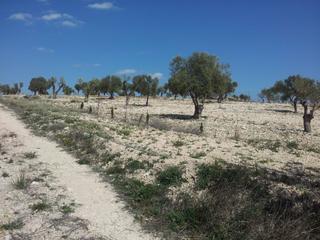 Finca rústica a Sax. Parcela rustica en sax vallada