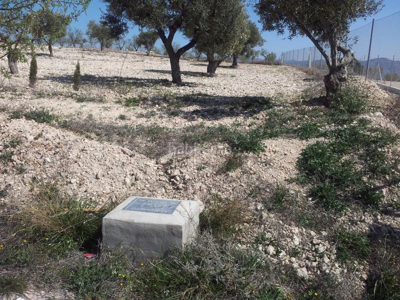 Foto 98cebbc3-7cb0-4c60-8c4a-a62213f024cf. Finca rústica a Sax