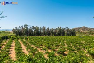 Finca rústica a Pizarra. ¡oportunidad única! finca rústica ecológica de limones en plena