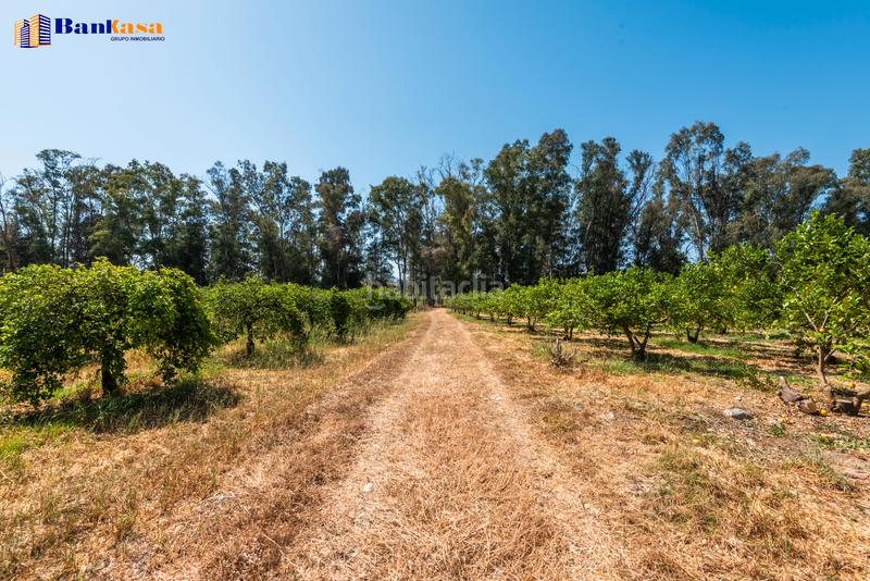 Foto 0058ab72-e57a-473c-b4ee-d3a3671e376b. Finca rústica ¡oportunidad única! finca rústica ecológica de limones en plena producción en Pizarra