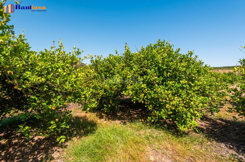 Foto 00dba946-2e6d-4143-8800-c4b506edf662. Finca rústica ¡oportunidad única! finca rústica ecológica de limones en plena producción en Pizarra