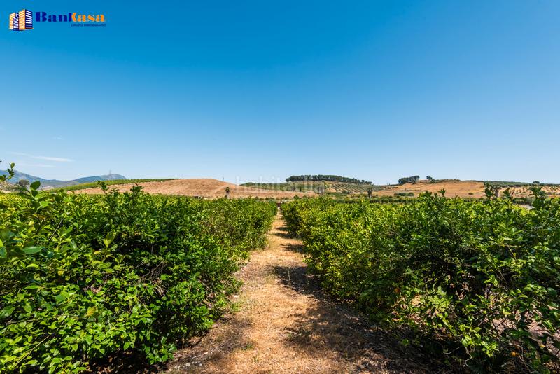 Foto 0fca4563-f218-4917-9c11-8b8d9ce411c5. Finca rústica ¡oportunidad única! finca rústica ecológica de limones en plena producción en Pizarra