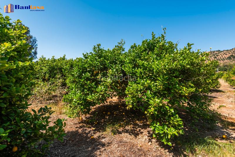 Foto 16baa6cb-5506-4df4-b6e6-1400fa2ee2fa. Finca rústica ¡oportunidad única! finca rústica ecológica de limones en plena producción en Pizarra