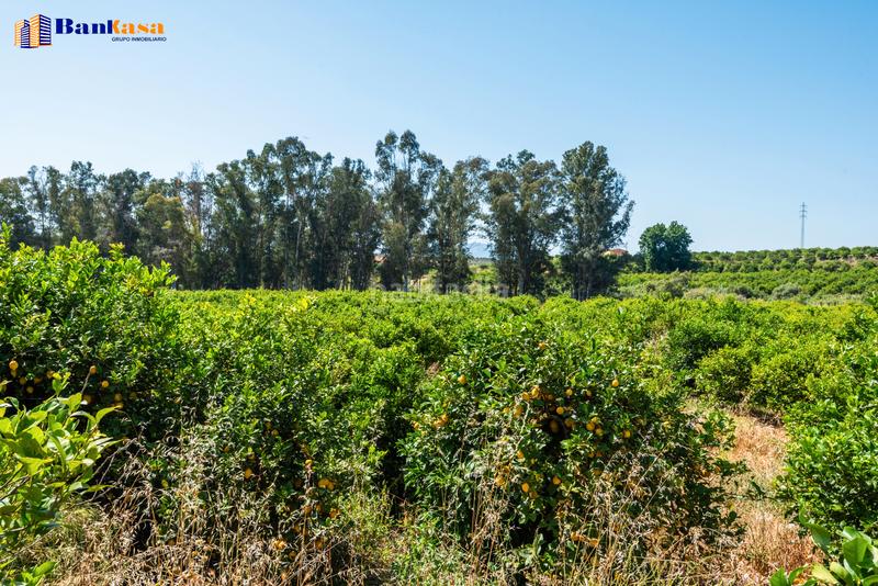 Foto 1a7cea90-7e28-4b0f-bab1-3610e6349497. Finca rústica ¡oportunidad única! finca rústica ecológica de limones en plena producción en Pizarra