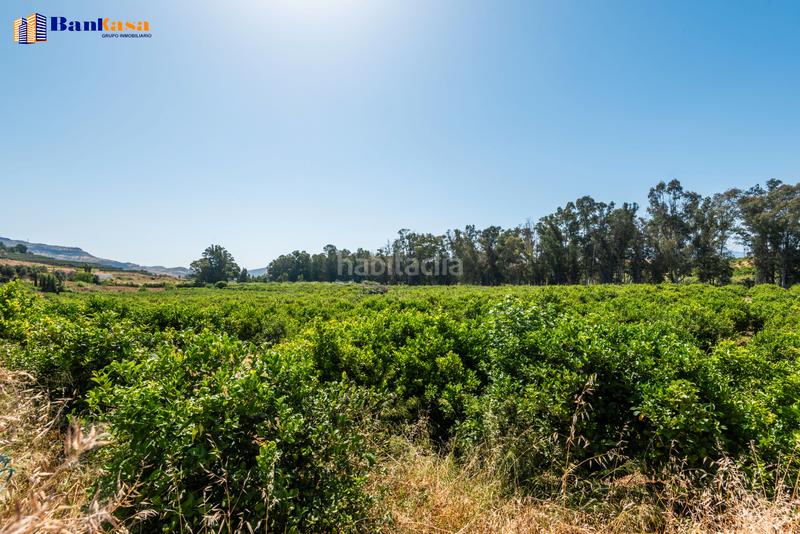 Foto 2278319f-2c04-4ce6-a213-6e28ded4c30d. Finca rústica ¡oportunidad única! finca rústica ecológica de limones en plena producción en Pizarra