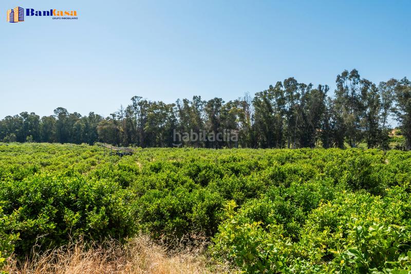 Foto 27b1b286-a610-426a-9c58-67fe60a2bdb3. Finca rústica ¡oportunidad única! finca rústica ecológica de limones en plena producción en Pizarra