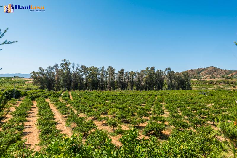 Foto 3b018f2e-e69b-4a5a-a005-c2d2543e2d4e. Finca rústica ¡oportunidad única! finca rústica ecológica de limones en plena producción en Pizarra