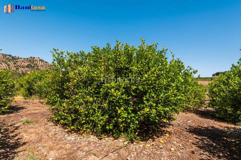 Foto 4b512c1d-957d-4f72-9e92-d73c16fa387f. Finca rústica ¡oportunidad única! finca rústica ecológica de limones en plena producción en Pizarra