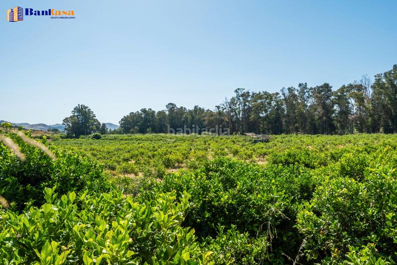Foto 621100b9-be93-407a-b822-7f27b98e43fb. Finca rústica ¡oportunidad única! finca rústica ecológica de limones en plena producción en Pizarra
