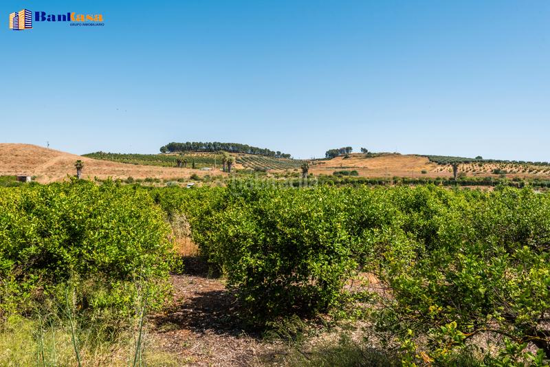 Foto 66075d25-e2f2-4273-963e-ed54d34ab5b7. Finca rústica ¡oportunidad única! finca rústica ecológica de limones en plena producción en Pizarra