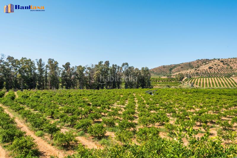 Foto 6e1c3be7-f015-41ba-afdc-5a60d9291c60. Finca rústica ¡oportunidad única! finca rústica ecológica de limones en plena producción en Pizarra