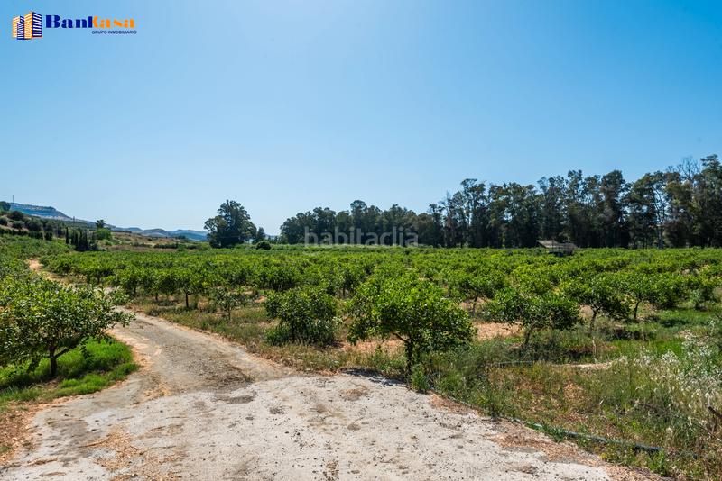 Foto 769f11e4-7e75-4ee6-b9d2-dc17c24af345. Finca rústica ¡oportunidad única! finca rústica ecológica de limones en plena producción en Pizarra