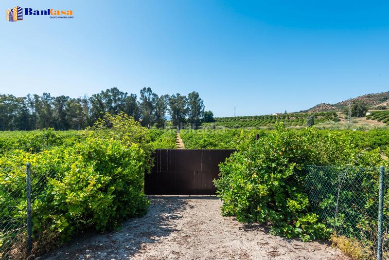 Foto 807bf9a0-febd-45b3-a9c7-5fbac0030ab0. Finca rústica ¡oportunidad única! finca rústica ecológica de limones en plena producción en Pizarra