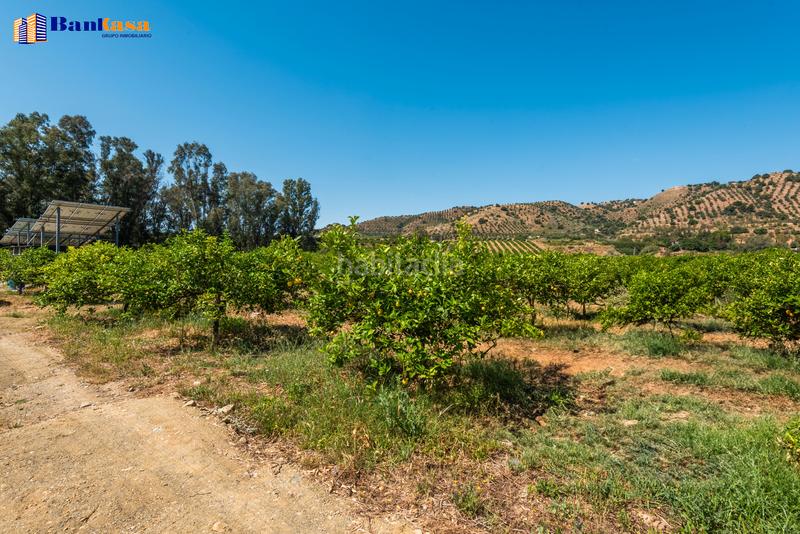 Foto 84bd3163-2eaf-470b-b26e-c6761a063bd6. Finca rústica ¡oportunidad única! finca rústica ecológica de limones en plena producción en Pizarra