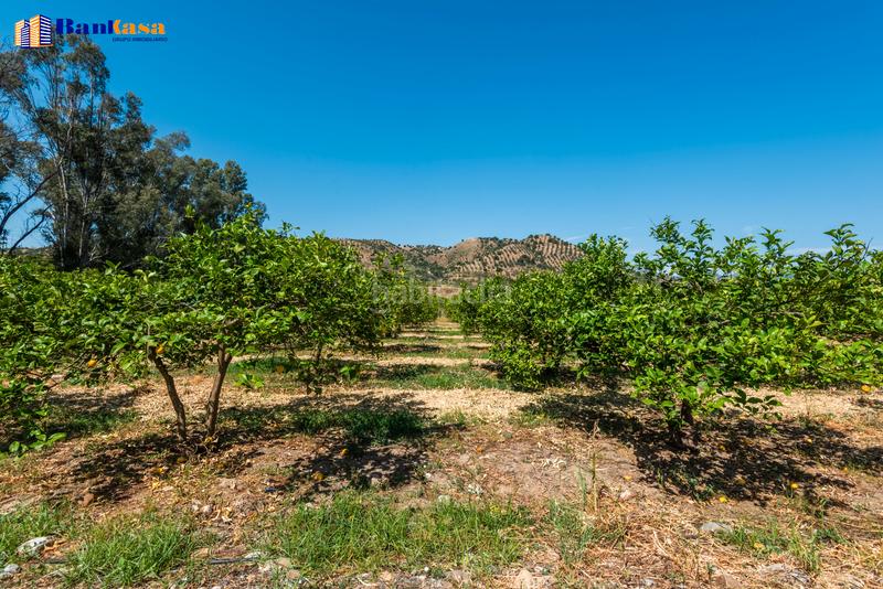 Foto 86130eba-9e55-45e5-8707-0ee8035e1802. Finca rústica ¡oportunidad única! finca rústica ecológica de limones en plena producción en Pizarra