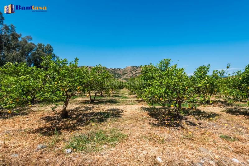 Foto 878349d1-c718-4e8c-b029-48f7c0b40e72. Finca rústica ¡oportunidad única! finca rústica ecológica de limones en plena producción en Pizarra