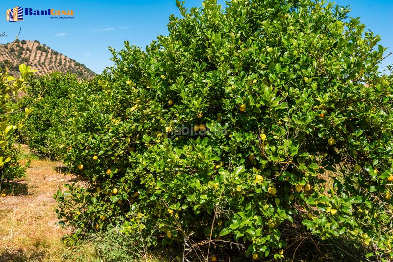 Foto 9f71aaf1-f3b9-407d-8a29-b217775d0621. Finca rústica ¡oportunidad única! finca rústica ecológica de limones en plena producción en Pizarra