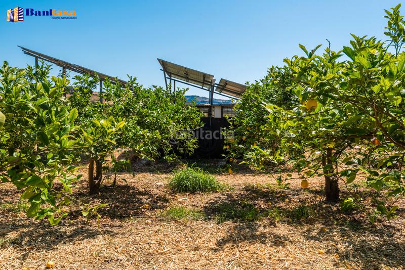 Foto ab95a024-c8f1-46f6-974f-145fc682c22d. Finca rústica ¡oportunidad única! finca rústica ecológica de limones en plena producción en Pizarra