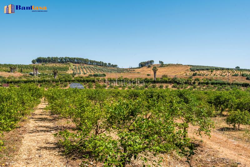 Foto afb5f58b-1a84-4137-9d5f-0ea36f81779b. Finca rústica ¡oportunidad única! finca rústica ecológica de limones en plena producción en Pizarra