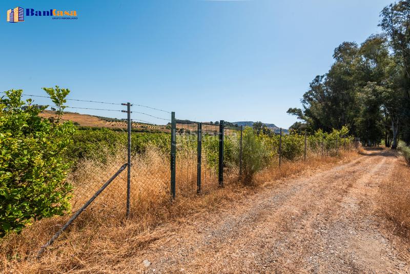 Foto b68b8c93-0810-4c68-923e-a7f965aebd78. Finca rústica ¡oportunidad única! finca rústica ecológica de limones en plena producción en Pizarra