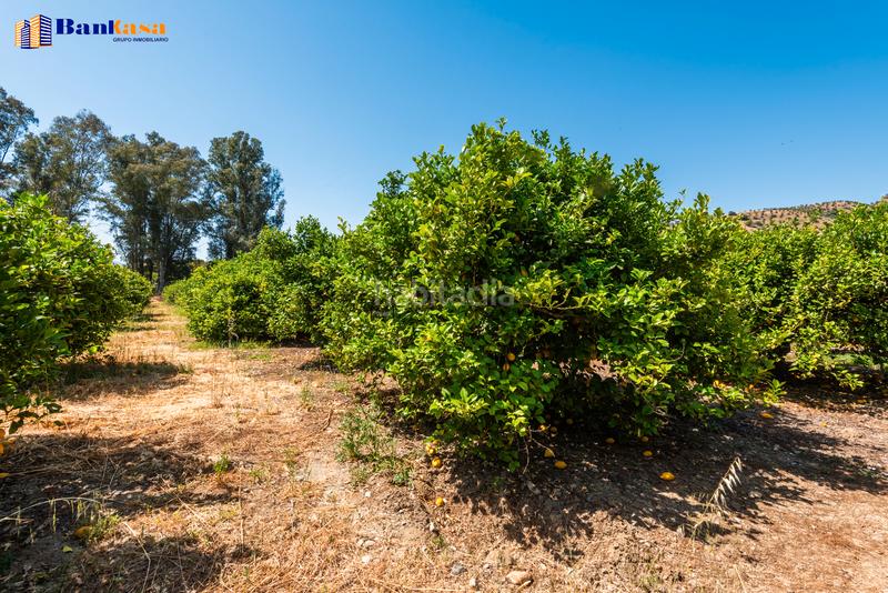 Foto bb1b7818-32b8-4f63-820e-f5b86d862ddc. Finca rústica ¡oportunidad única! finca rústica ecológica de limones en plena producción en Pizarra