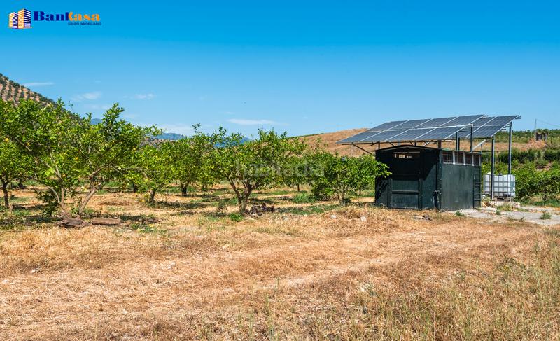 Foto c2b6a9ce-cb36-4d1f-badc-d43e9c9e5aa0. Finca rústica ¡oportunidad única! finca rústica ecológica de limones en plena producción en Pizarra
