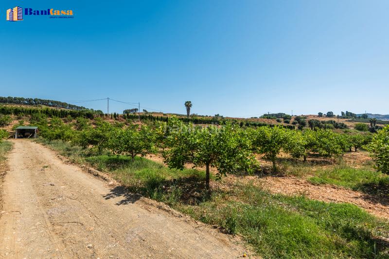 Foto c7f7bc66-6bbb-4795-9986-ceb0ff5254db. Finca rústica ¡oportunidad única! finca rústica ecológica de limones en plena producción en Pizarra