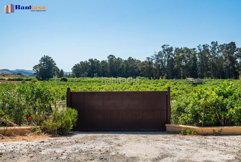 Foto c974eb19-1447-4ac4-b3d7-1edefa40c517. Finca rústica ¡oportunidad única! finca rústica ecológica de limones en plena producción en Pizarra