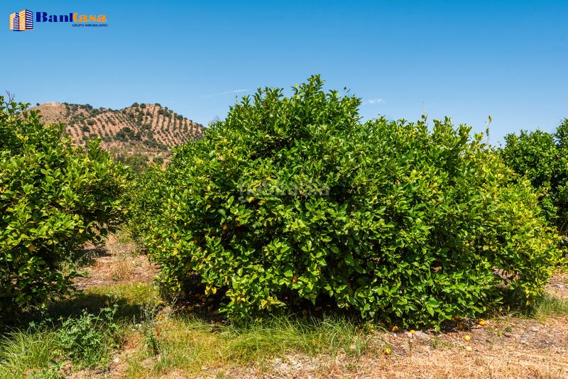 Foto cc72c9be-bc66-4d55-99c8-104e97a5e304. Finca rústica ¡oportunidad única! finca rústica ecológica de limones en plena producción en Pizarra