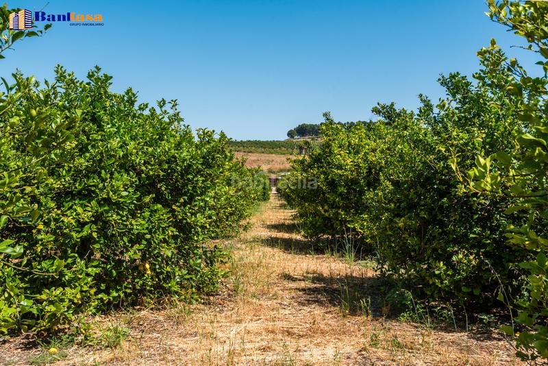 Foto d7cd682c-5668-4098-9703-136fb8a9001c. Finca rústica ¡oportunidad única! finca rústica ecológica de limones en plena producción en Pizarra